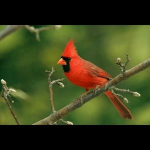 Meet your Posher, Normand